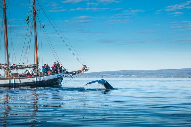 Whale Watching on a Traditional Oak Sailing Ship from Husavik - What the guides add to the outing