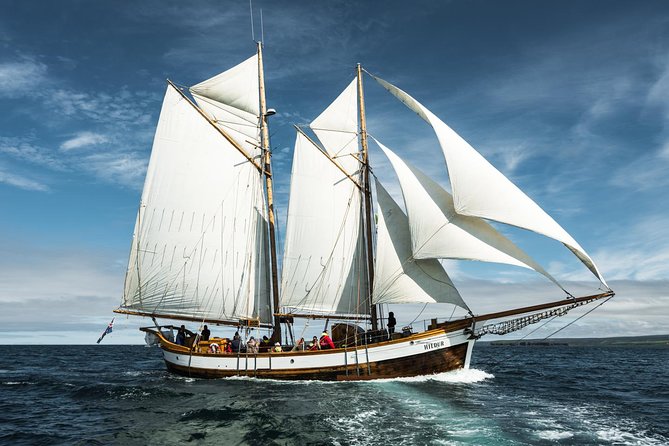 Whale Watching on a Traditional Oak Sailing Ship from Husavik - The return to shore comes with cocoa and buns
