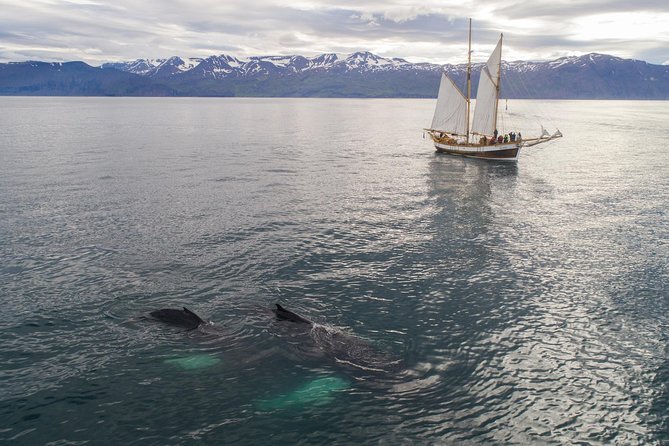 Whale Watching on a Traditional Oak Sailing Ship from Husavik - Is $106 a good value?