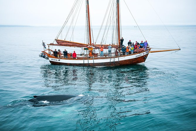Whale Watching on a Traditional Oak Sailing Ship from Husavik - Three hours in Skjálfandi Bay