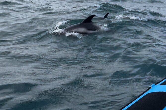 Whale Watching - RIB Boat Adventure in Kopavogur, Iceland - Is $202.38 good value for two hours?