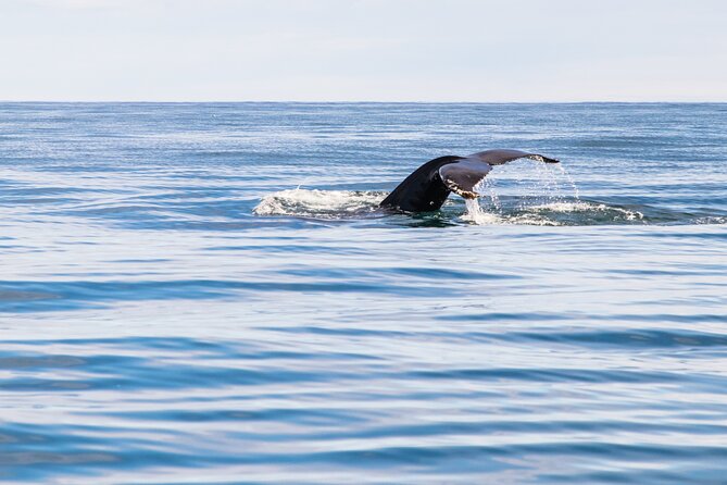 Whale Watching Tour from Akureyri City Central - Searching for humpbacks in the fjord