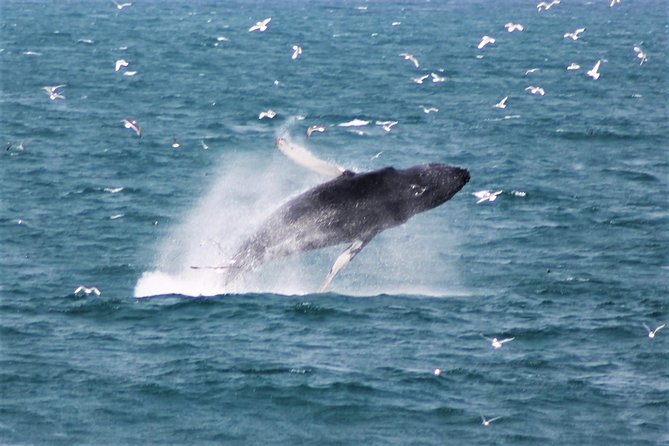 Whale Watching Tour with Professional Guide from Reykjavik - Key points to know before you book