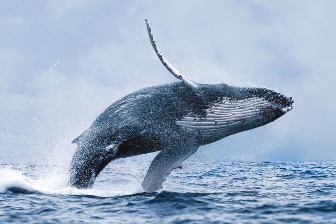Whale Watching Tour with Professional Guide from Reykjavik - Searching the feeding grounds of Faxaflói Bay
