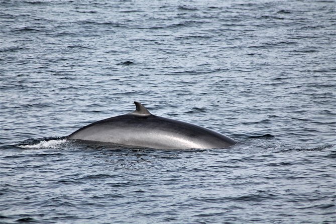 Whale Watching Tour with Professional Guide from Reykjavik - How much value do you get for $97?