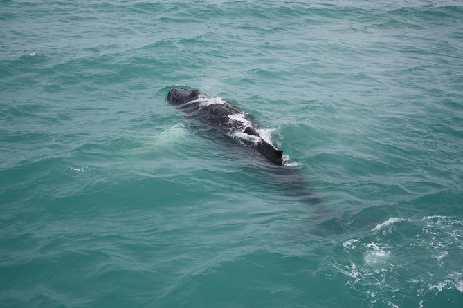 Whale Watching Tour with Professional Guide from Reykjavik - The return to Reykjavík with Mount Esja behind you