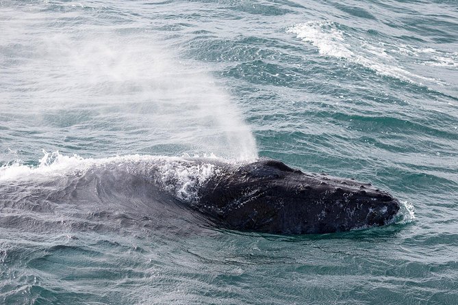 Whale Watching Tour with Professional Guide from Reykjavik - Who will enjoy this whale tour most?