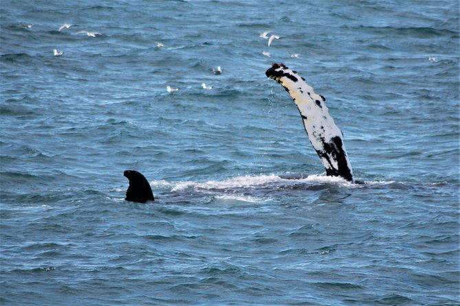 Whale Watching Tour with Professional Guide from Reykjavik - Practical advice for a better day at sea