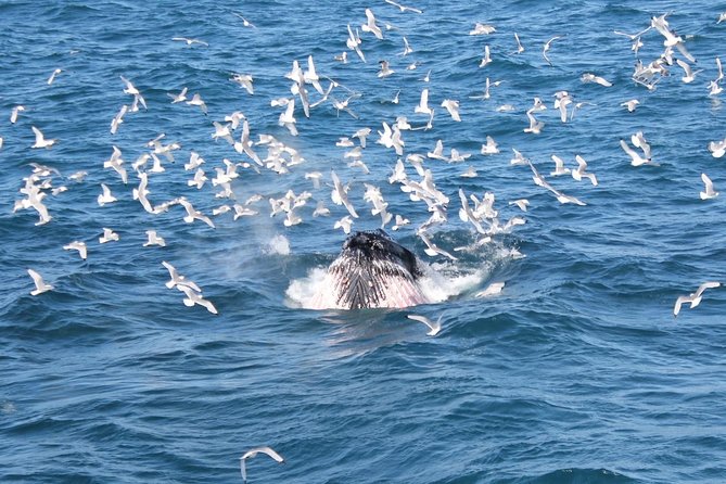 Whale Watching Tour with Professional Guide from Reykjavik - Outdoor viewing, indoor warmth, and sea conditions