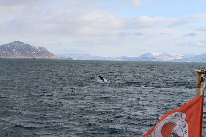 Whale Wonders Morning Expedition from Reykjavík - Key points before you book