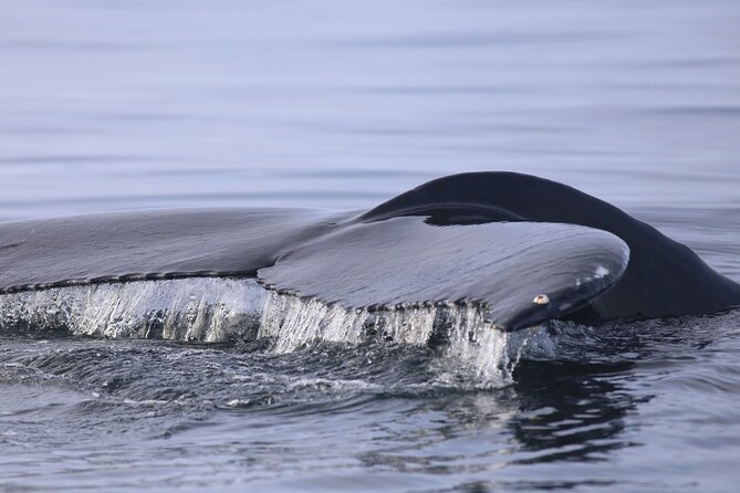Whale Wonders Morning Expedition from Reykjavík - What a successful morning can include