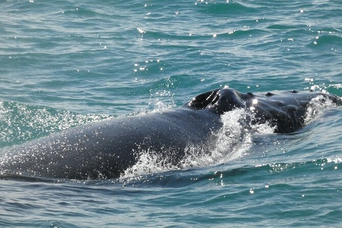 Whale Wonders Morning Expedition from Reykjavík - Who will get the most from this cruise?