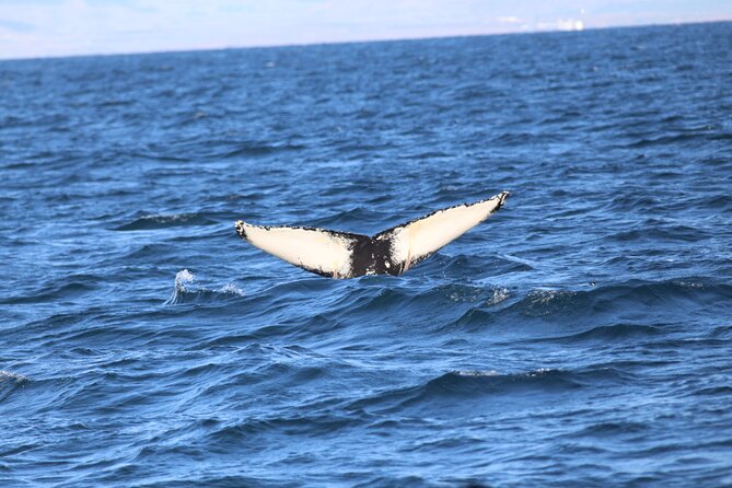 Whale Wonders Morning Expedition from Reykjavík - Weather, cancellations, and the practical fine print