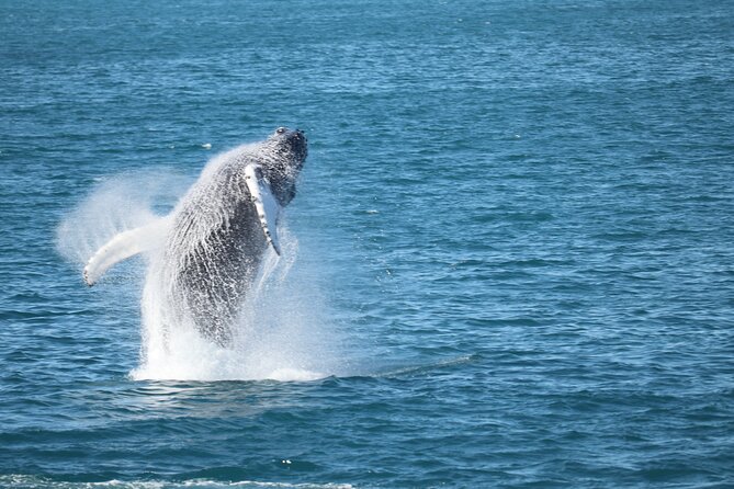 Whale Wonders Morning Expedition from Reykjavík - Searching Faxaflói Bay for whales and dolphins