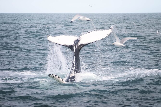Whales and Puffins Tour from Husavik - Starting at Húsavík’s harbor