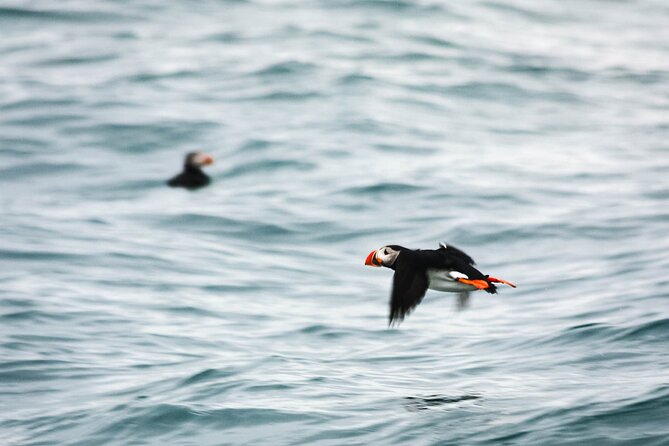 Whales and Puffins Tour from Husavik - What the crew adds to the trip