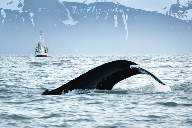 Whales and Puffins Tour from Husavik - Staying warm on the water