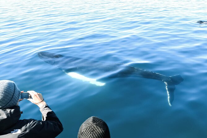 Whales and Puffins Tour from Husavik - How much wildlife can you expect?