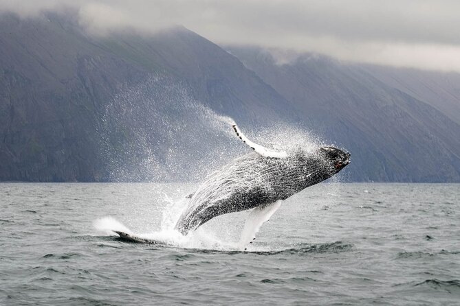 Whales and Puffins Tour from Husavik - Weather, cancellations, and schedule risks