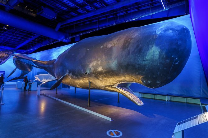 Whales Of Iceland Admission Ticket - Comparing Blue Whales, Sperm Whales, and Orcas