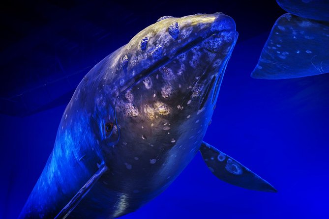 Whales Of Iceland Admission Ticket - The Live Tours at 11:00 and 3:00