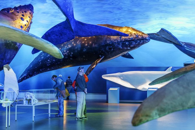 Whales Of Iceland Admission Ticket - Is $34.84 Good Value?