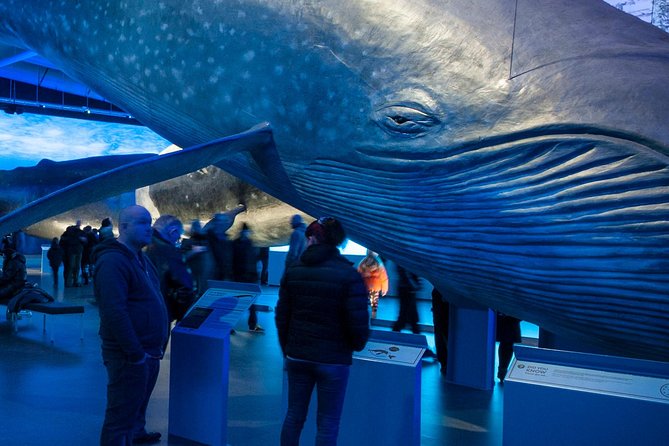 Whales of Iceland from Land and Sea - Leaving Reykjavik’s Old Harbor