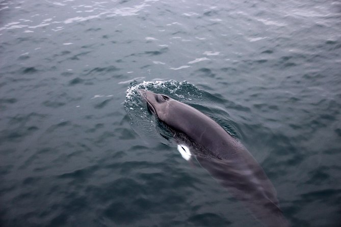 Whales of Iceland from Land and Sea - The guides make the difference