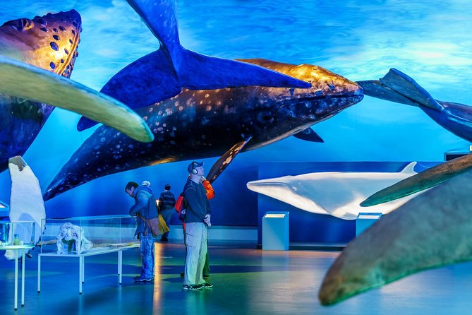 Whales of Iceland from Land and Sea - Whales of Iceland exhibition: the land-based half