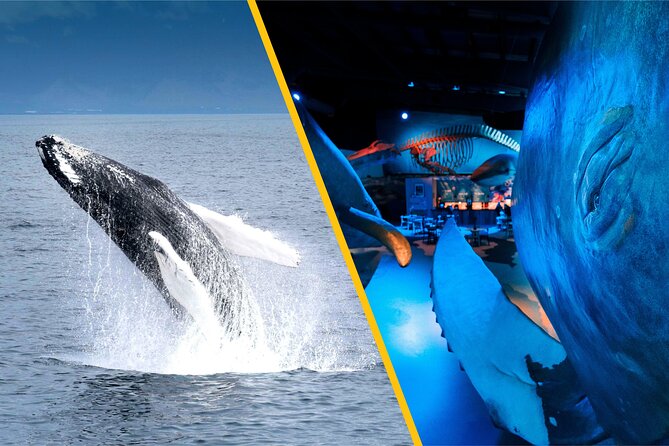 Whales of Iceland from Land and Sea - Your chances of seeing whales in Faxaflói Bay