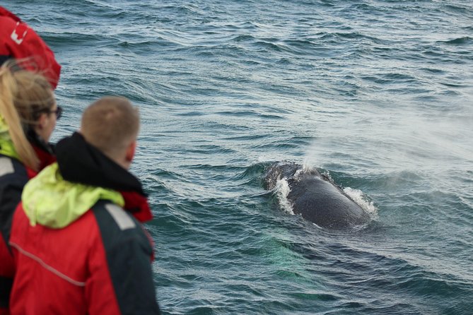 Winter Whale Watching and Northern Lights Cruise from Reykjavik - Returning after dark for the Northern Lights