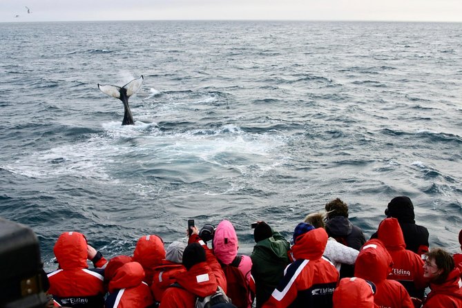 Winter Whale Watching and Northern Lights Cruise from Reykjavik - What the sighting guarantee really means