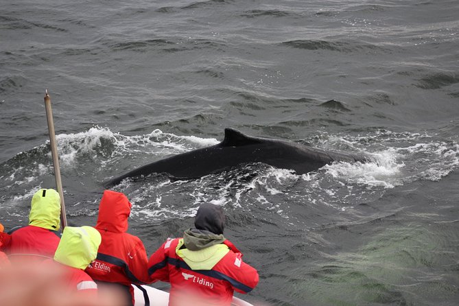 Winter Whale Watching and Northern Lights Cruise from Reykjavik - Food, drinks, photos, and the Wildlife Exhibition