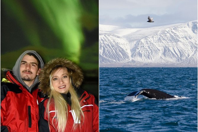 Winter Whale Watching and Northern Lights Cruise from Reykjavik - Starting at Ægisgarður 5c